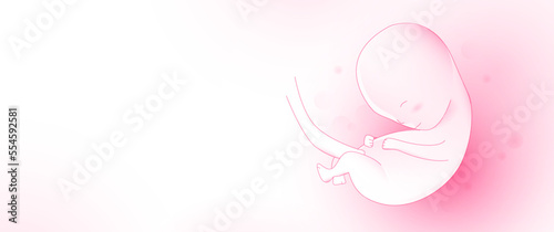 Human embryo. The fetus inside the womb. Vector illustration