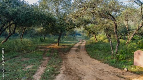 A dirt safari road winds through the jungle. There is green grass on the roadsides, thickets of spreading trees. India. Sariska National Park
