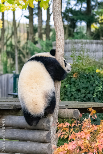 Fototapeta Naklejka Na Ścianę i Meble -  A baby giant panda climbing in a tree, funny animal 

