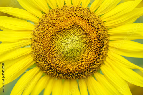 Close up colorful yellow sunflower blooming macro background