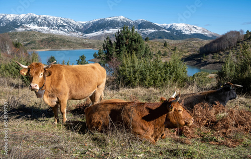 Cows laying down in a field, one looking at the camera. Lake and snowy mountains background, © Rawf8