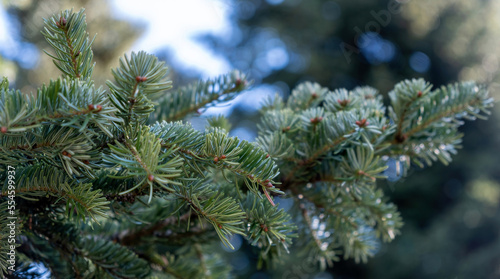 Fir tree branch close up, spruce needle, evergreen coniferous plant.