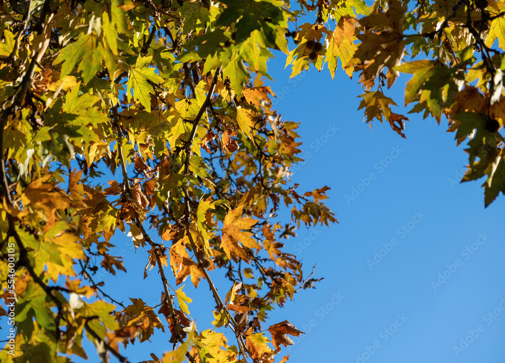 Plane leaf, maple deciduous tree with fresh and dry falling foliage, autumn flora, blue sky background. Plane leaf, maple deciduous tree with fresh and dry falling foliage, autumn flora, blue sky background.