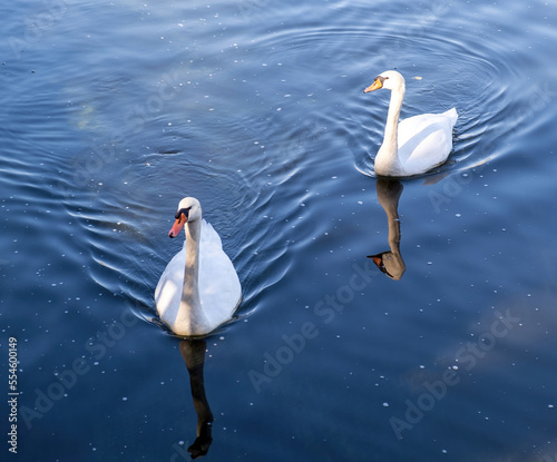 Fototapeta Naklejka Na Ścianę i Meble -  Swans couple swim on the calm lake water, high angle view