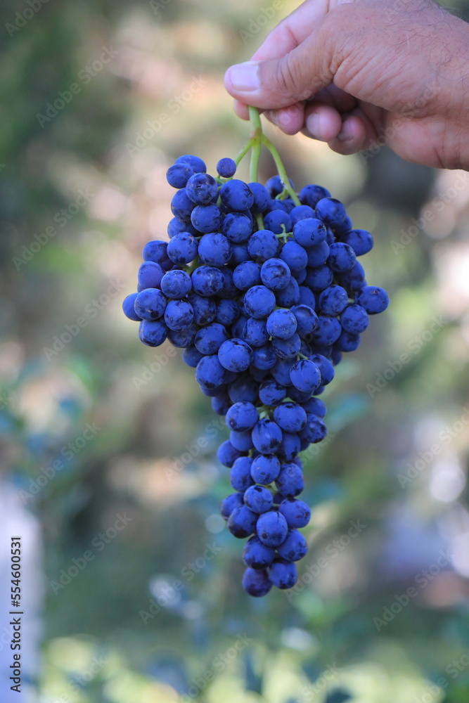 bunch of grapes in hand