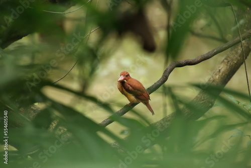 Ruddy kingfisher on a tree branch in a mangrove