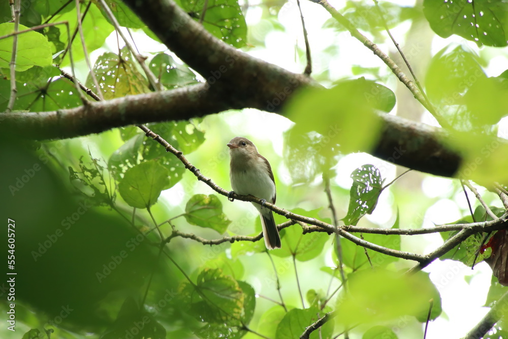 Obraz premium Mangrove Whistler up on the tree tops