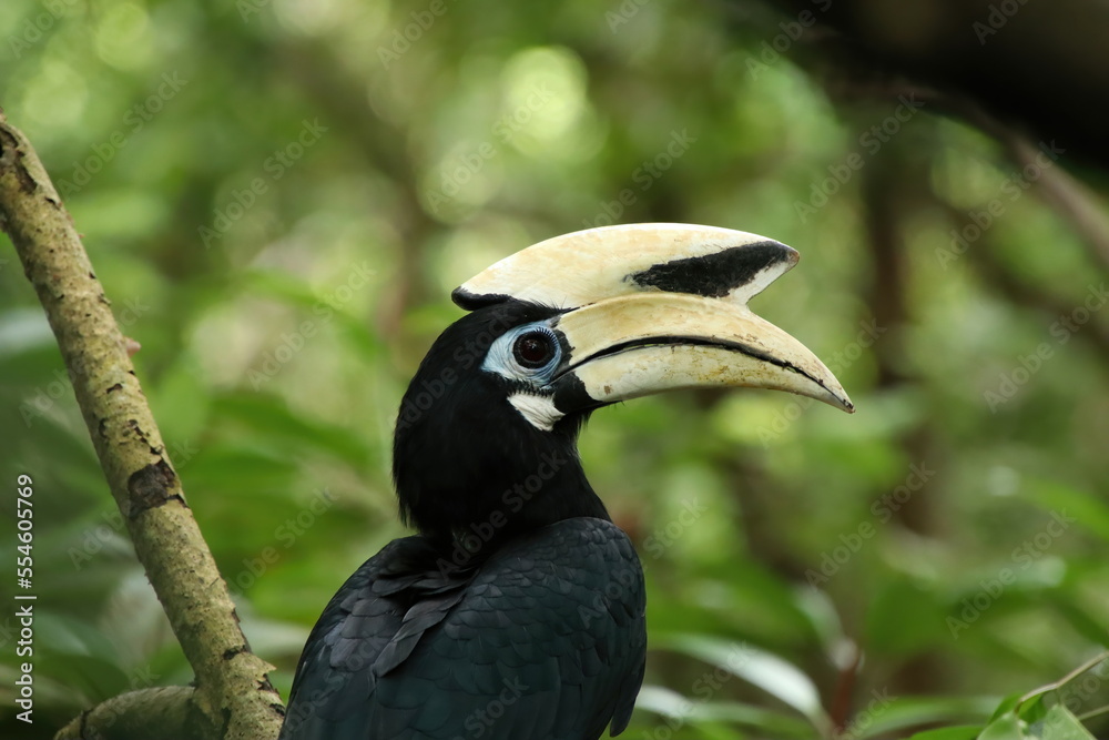 Oriental Pied Hornbill in a mangrove looking at the camera Oriental Pied Hornbill in a mangrove looking at the camera