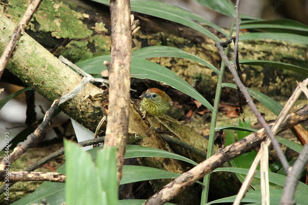 Pin Stripped Tit Babbler in a mangrove