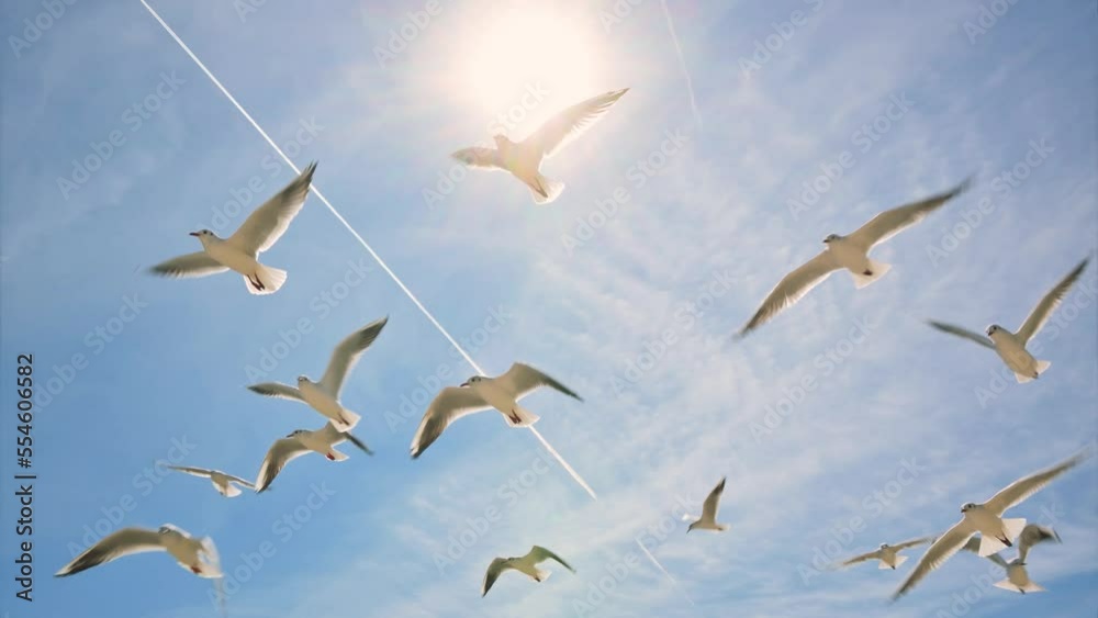 Big flock of white seagulls flying in the blue sky. 4k footage UHD 3840x2160 