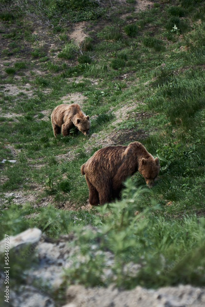 Close up photo of two big brown bears in the wild, Kamchatka