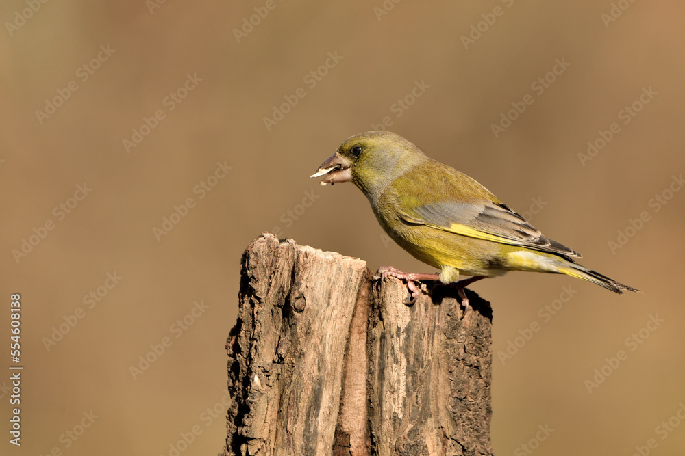 Obraz premium verderón europeo o verderón común​ (Chloris chloris)​ posado en un tronco Marbella Andalucía España