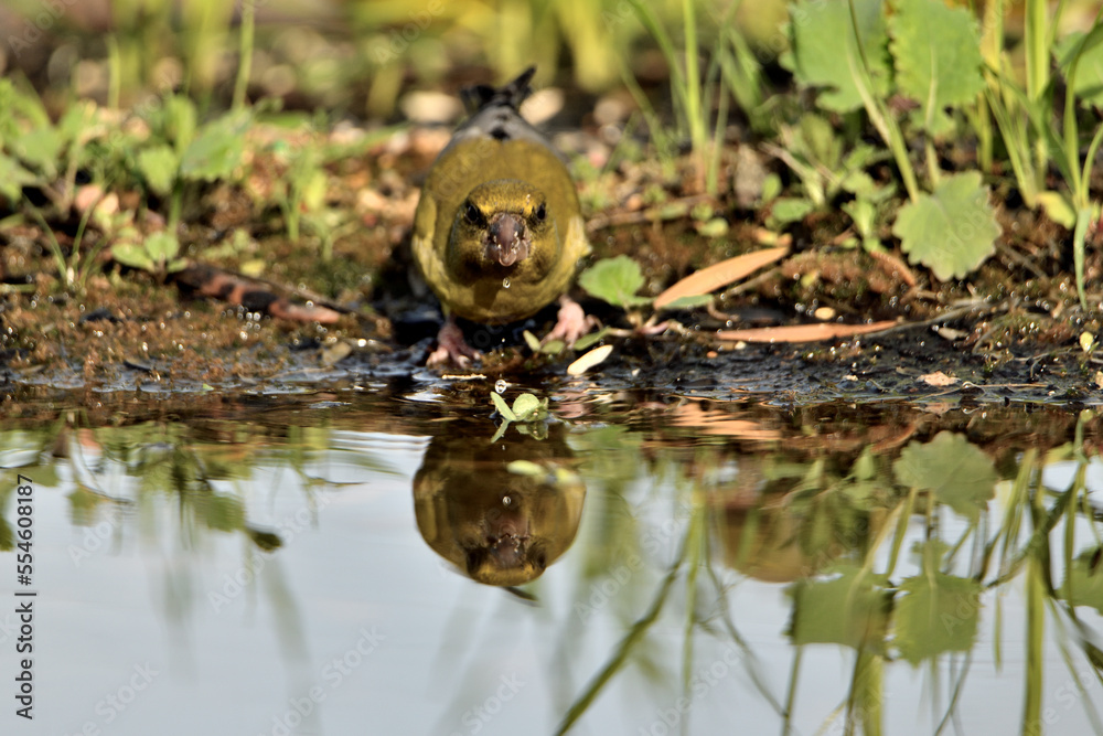 verderón europeo o verderón común​ (Chloris chloris)​ reflejado en el estanque Marbella Andalucía España