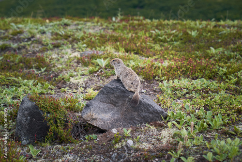 Close-up portrait of an arctic ground squirrel. Kamchatka peninsula