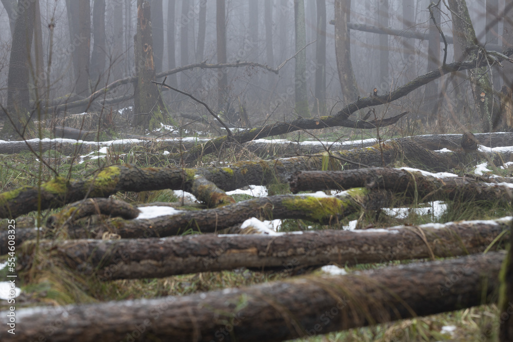 Fototapeta premium Fallen trees in foggy forest