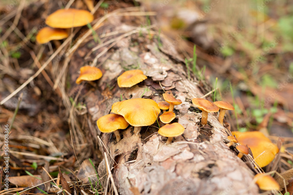 mushroom in the forest mushroom in the forest