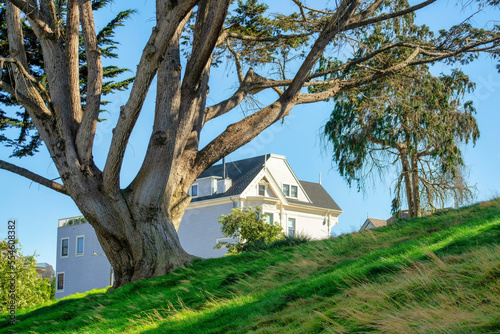 Grassy hill with acient tree and visible white house with blue sky and tree background in late afternoon shade in the downtown