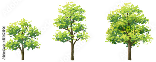 Vector watercolor of tree side view isolated on white background for landscape and architecture drawing  elements for environment and garden  painting botanical for section and elevation