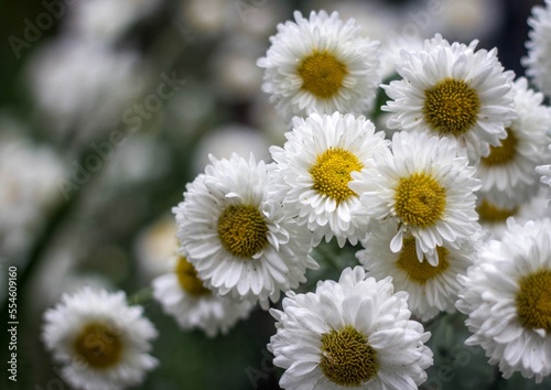 Beauty of white flower in a garden