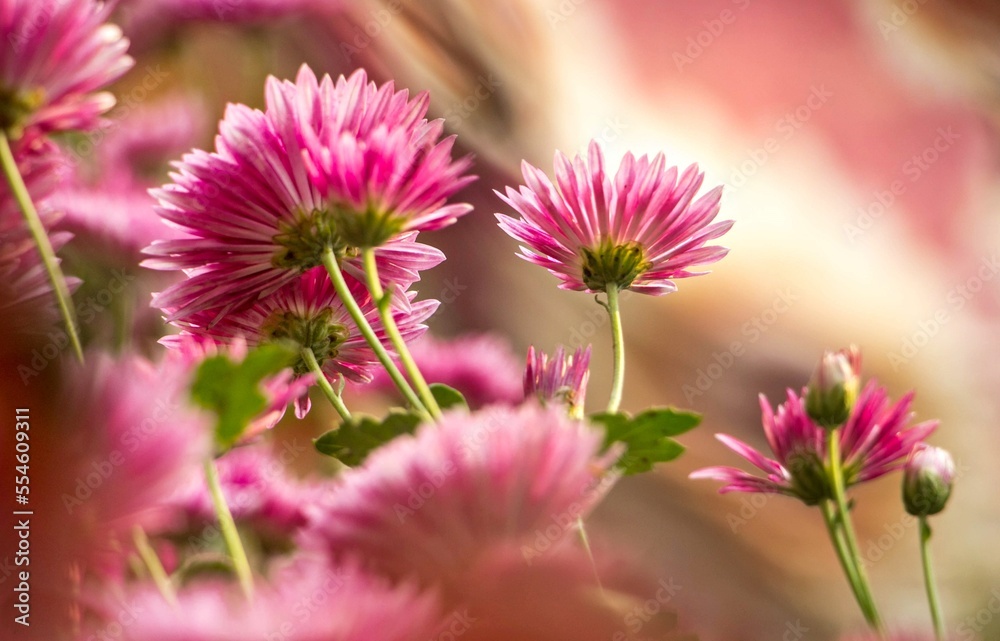 Obraz premium Beauty pink flower in a garden