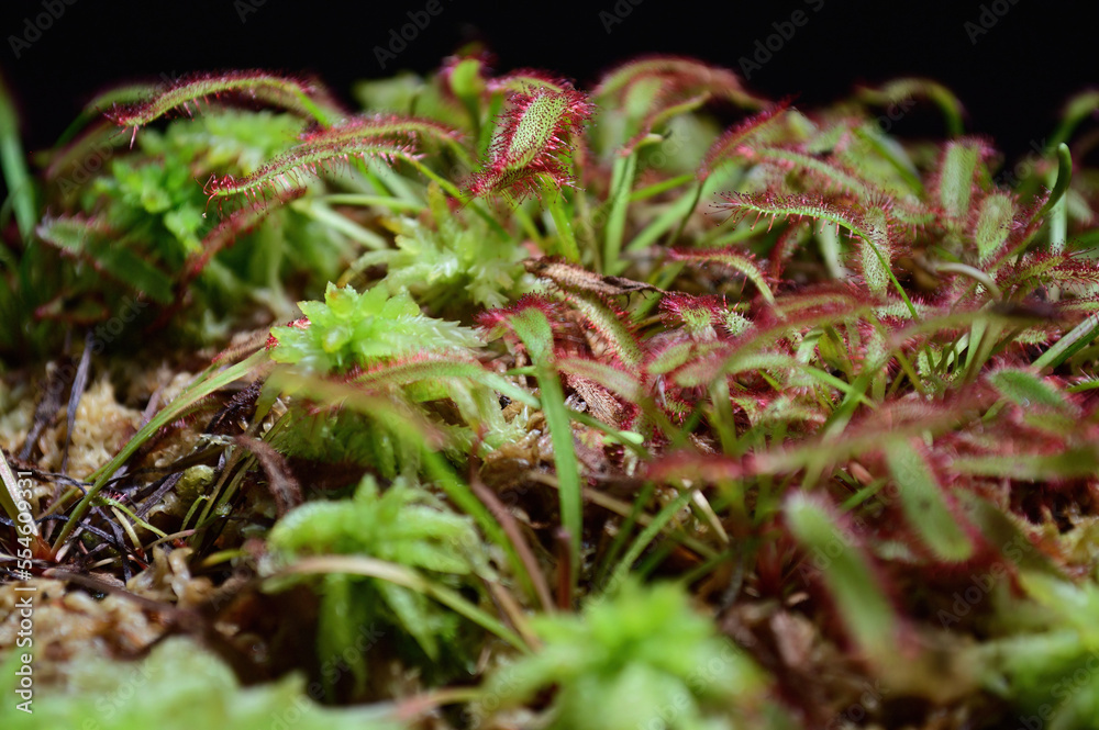 モウセンゴケの森