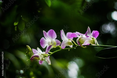 Beauty of Orchid flower in  a garden