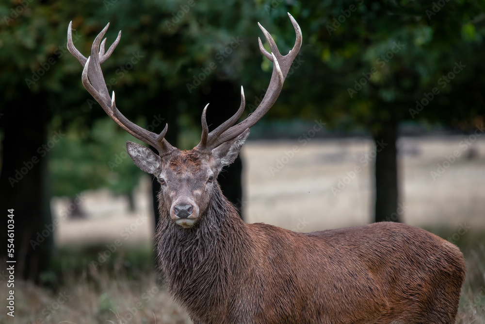 close up portrait of a 14 point red deer stag as it looks straight at the camera close up portrait of a 14 point red deer stag as it looks straight at the camera