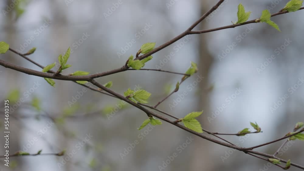 Slow motion of young buds on branch in spring Slow motion of young buds on branch in spring