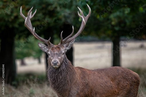 close up portrait of a 14 point red deer stag as it looks straight at the camera