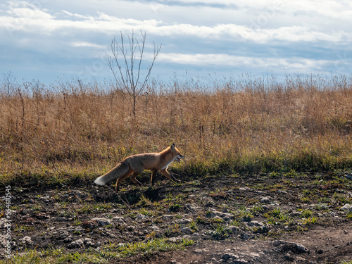 Fluffy red fox runs along the path along the autumn field. A wild fox on an autumn field.