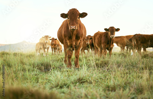 Cows  field and cattle portrait on grass  countryside and dairy farm for sustainable production  growth and ecology. Farming  nature and brown livestock  ranch animals and beef  meat or milk industry