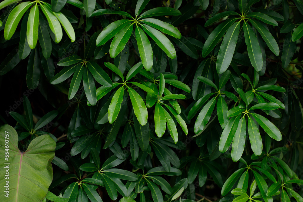 Alstonia scholaris (blackboard tree, Scholar Tree, Milkwood) is an evergreen tropical tree in the Dogbane Family (Apocynaceae). Alstonia scholaris (blackboard tree, Scholar Tree, Milkwood) is an evergreen tropical tree in the Dogbane Family (Apocynaceae).