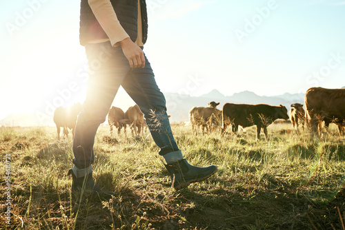 Fotografia Farm, countryside and farmer with cow and field for agriculture, sustainability and farming in New Zealand