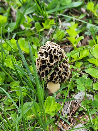 mushroom on the moss