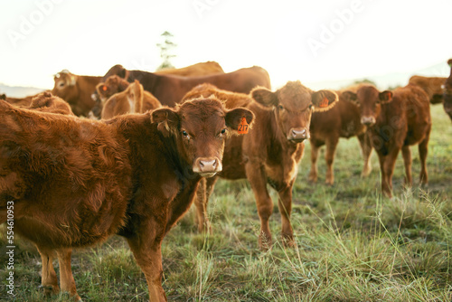 Cow, agriculture and animal on farm, countryside and cattle farming with organic beef, milk and meat industry. Field, grass fed and livestock with sustainability and food, agribusiness and natural.