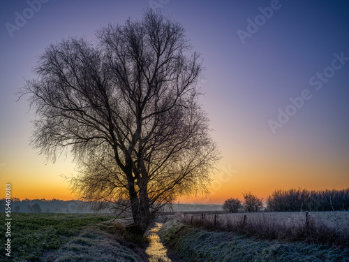 ein Baum auf einer Wiese bei Sonnenaufgang