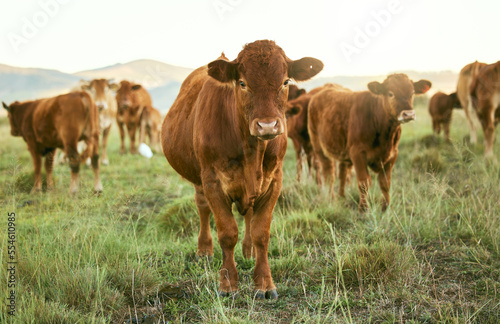 Group of cows, grass or farming landscape in countryside pasture, sustainability environment or South Africa nature. Livestock, bovine or cattle herd for dairy production, beef export or meat trade photo