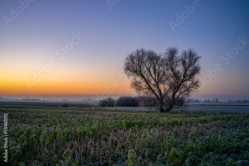 ein Baum auf einer Wiese bei Sonnenaufgang