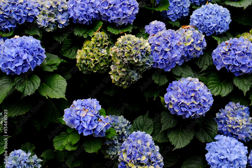 Purple hydrangeas Purple hydrangeas