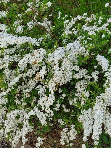 Fleurs blanche du printemps 