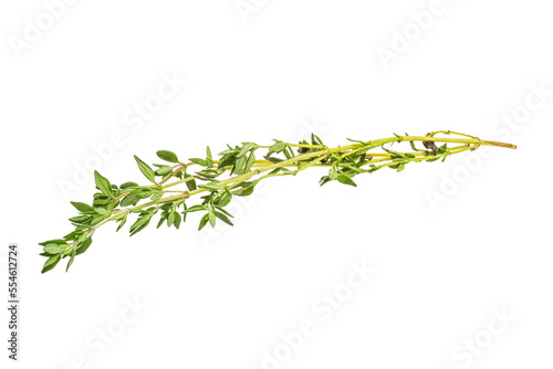Photography Thyme