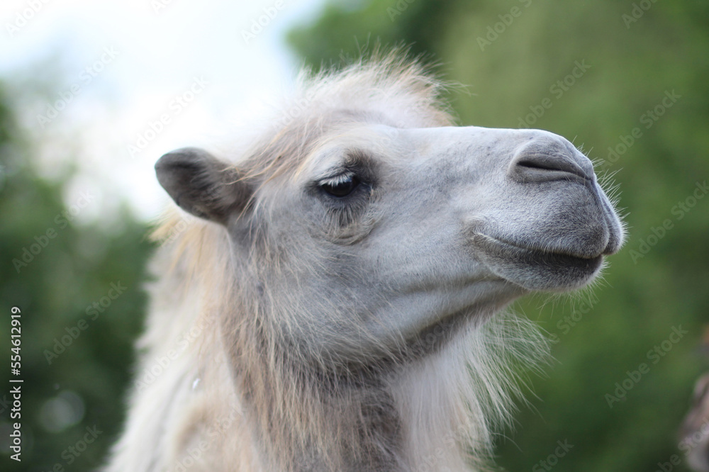Fototapeta premium White camel looking to the side in the zoo in summer