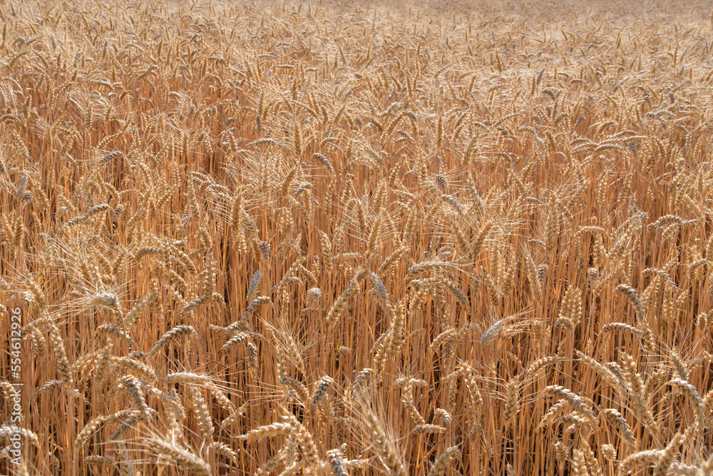 Ein Feld mit Hartweizen (Lat.: Triticum durum Desf.) / Getreideanbau