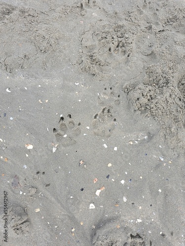 Trace de patte de chien dans le sable