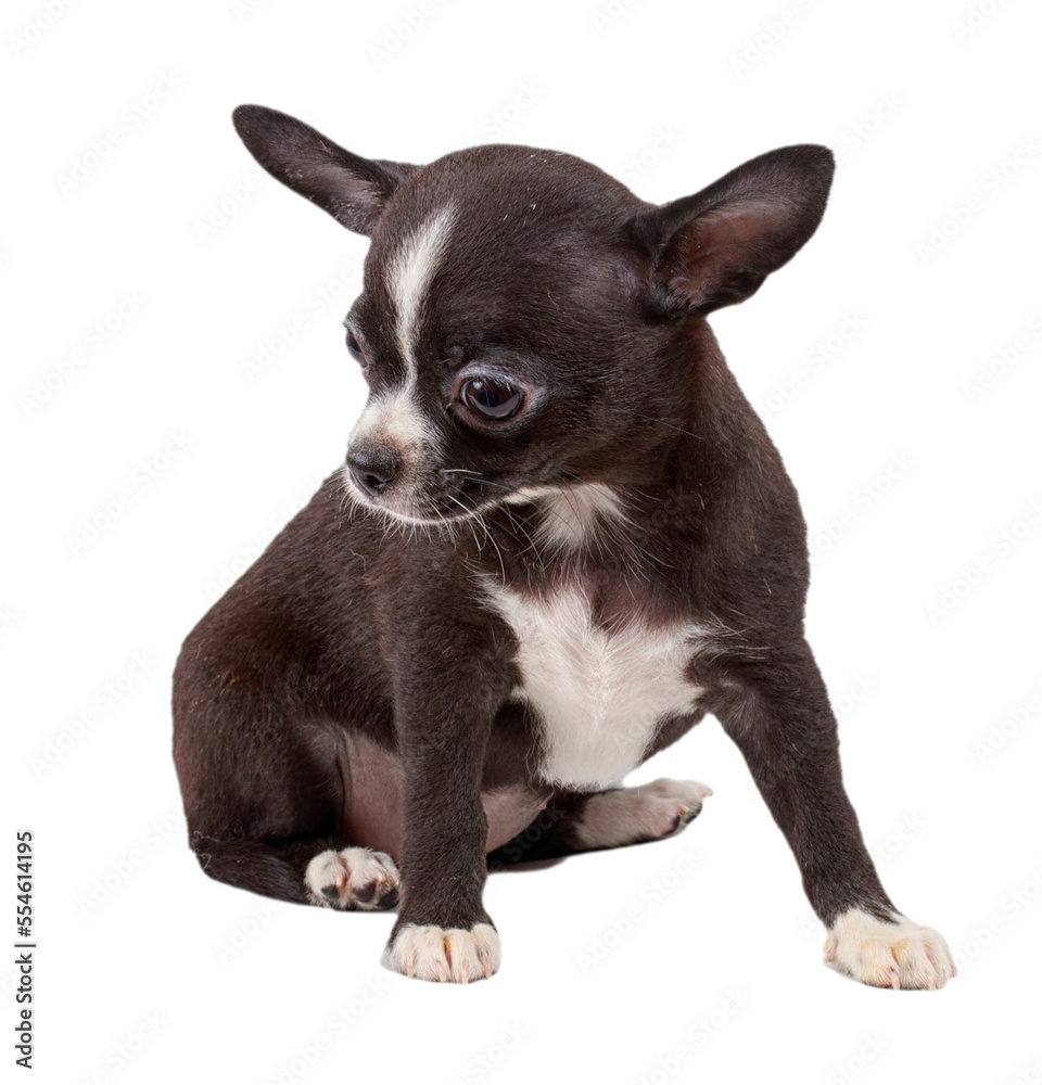 cute small chihuahua puppy sitting on white looking at camera isolated cute small chihuahua puppy sitting on white looking at camera isolated