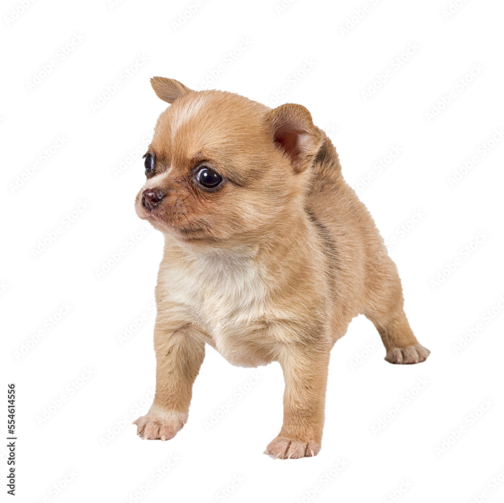 chihuahua puppy in front of a white background chihuahua puppy in front of a white background