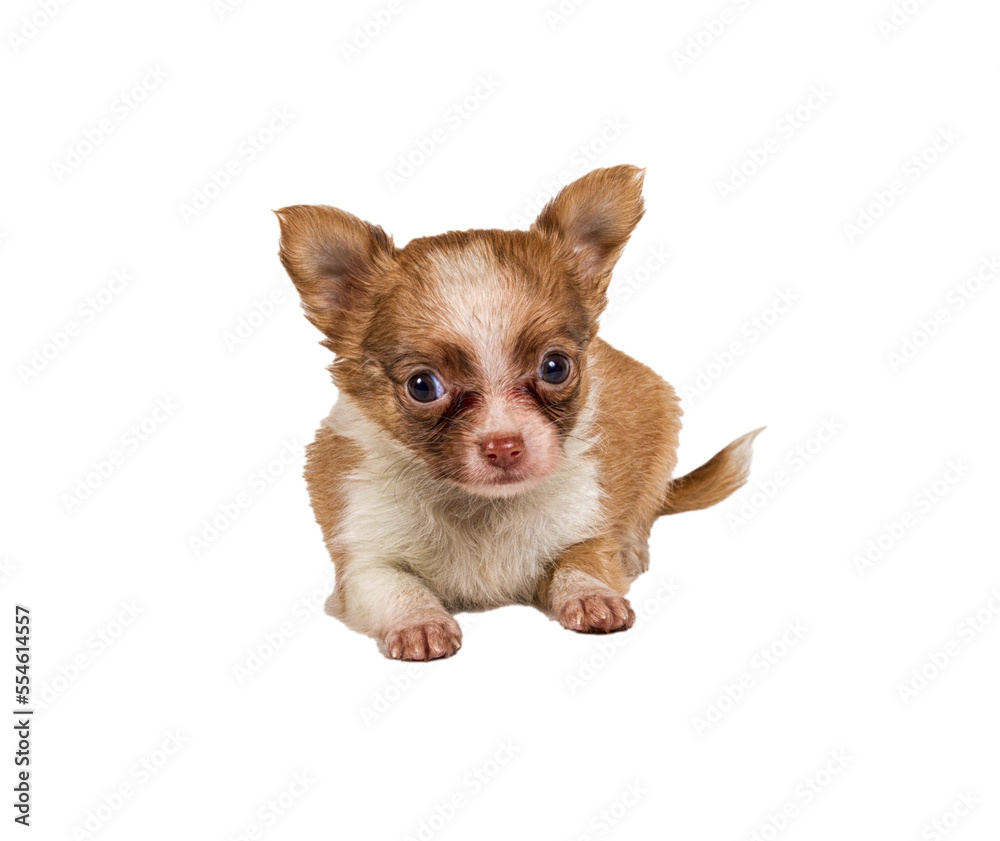 chihuahua puppy in front of a white background chihuahua puppy in front of a white background