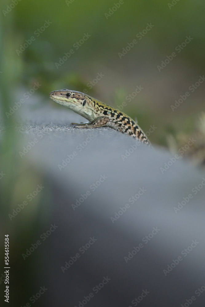 Fototapeta premium Wild lizard Lacerta agilis near human summer house in sunny day