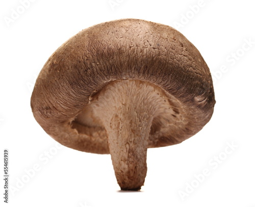 Fresh shiitake mushroom isolated on white, clipping path