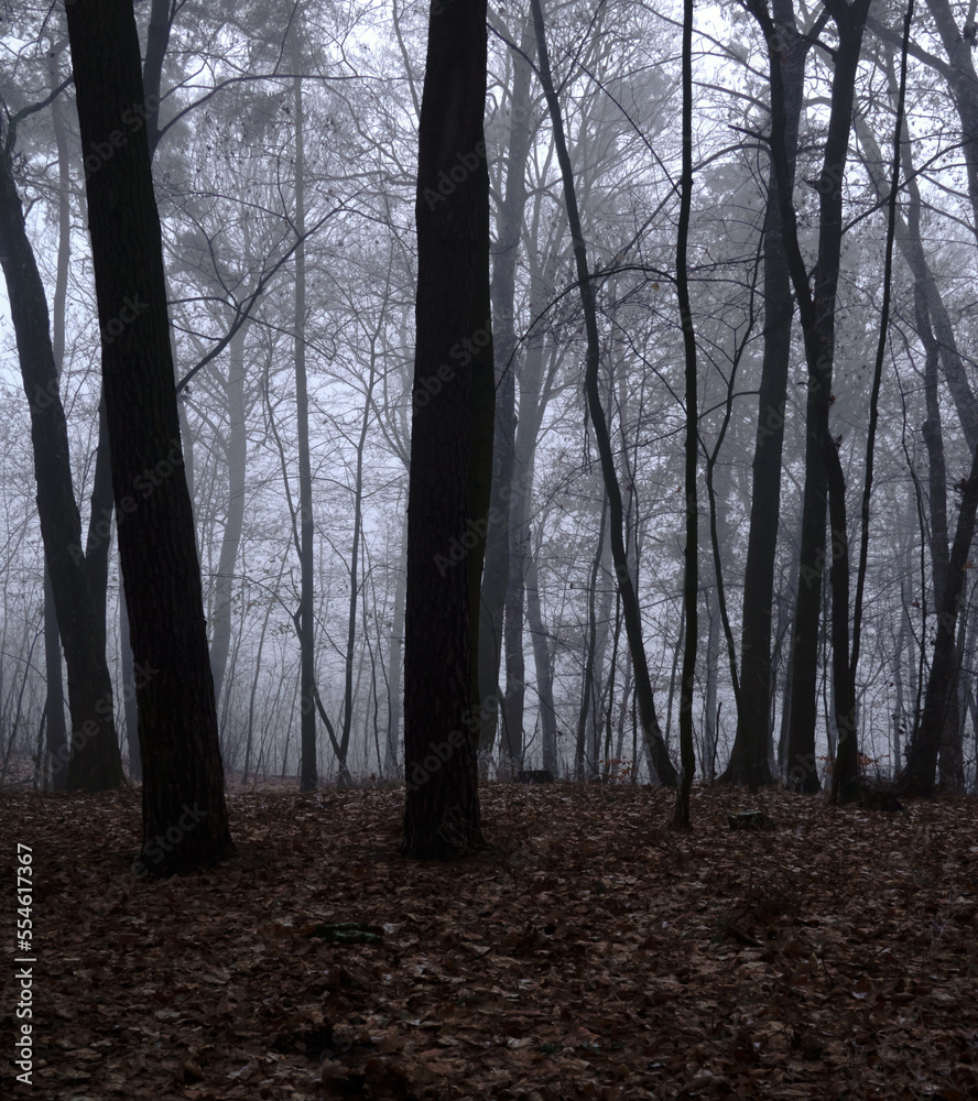 Moody Winter Forest. Foggy Morning in the Woods. Misty Landscape Without People. Raw Winter Landscape with Black Leafless Trees Against the Background of a Hazy Sky. Dark Scary Wilderness. Moody Winter Forest. Foggy Morning in the Woods. Misty Landscape Without People. Raw Winter Landscape with Black Leafless Trees Against the Background of a Hazy Sky. Dark Scary Wilderness.